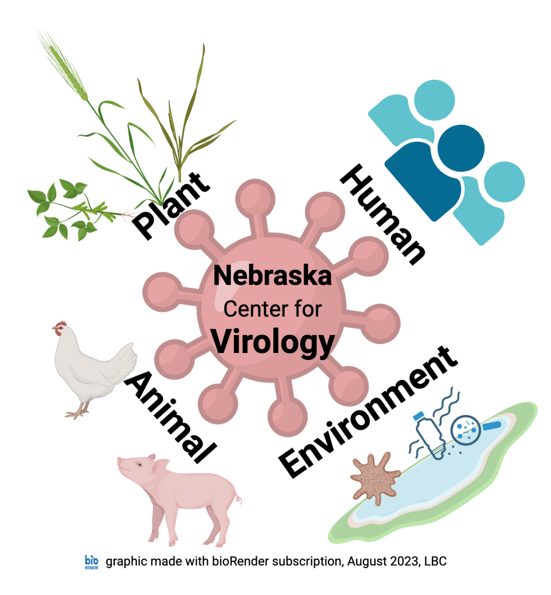 Illustration of how Nebraska Center for Virology is situated in life cycle