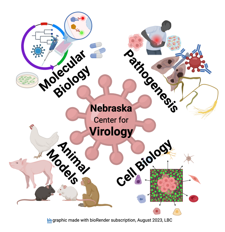 an artistic representation of a virus in red surrounded clockwise with drawings and words representing 1) the word pathogenesis with drawings of a person holding their stomach, cancer cells, diseased lungs, and yellowed and dead plants; 2) the words cell biology and a representation of a microscope image with arrows out to different cell types, 3) the words animal models and images of a monkey, two different mice, a pig, and a chicken, and 4) the words molecular biology and images of a petri dish with green