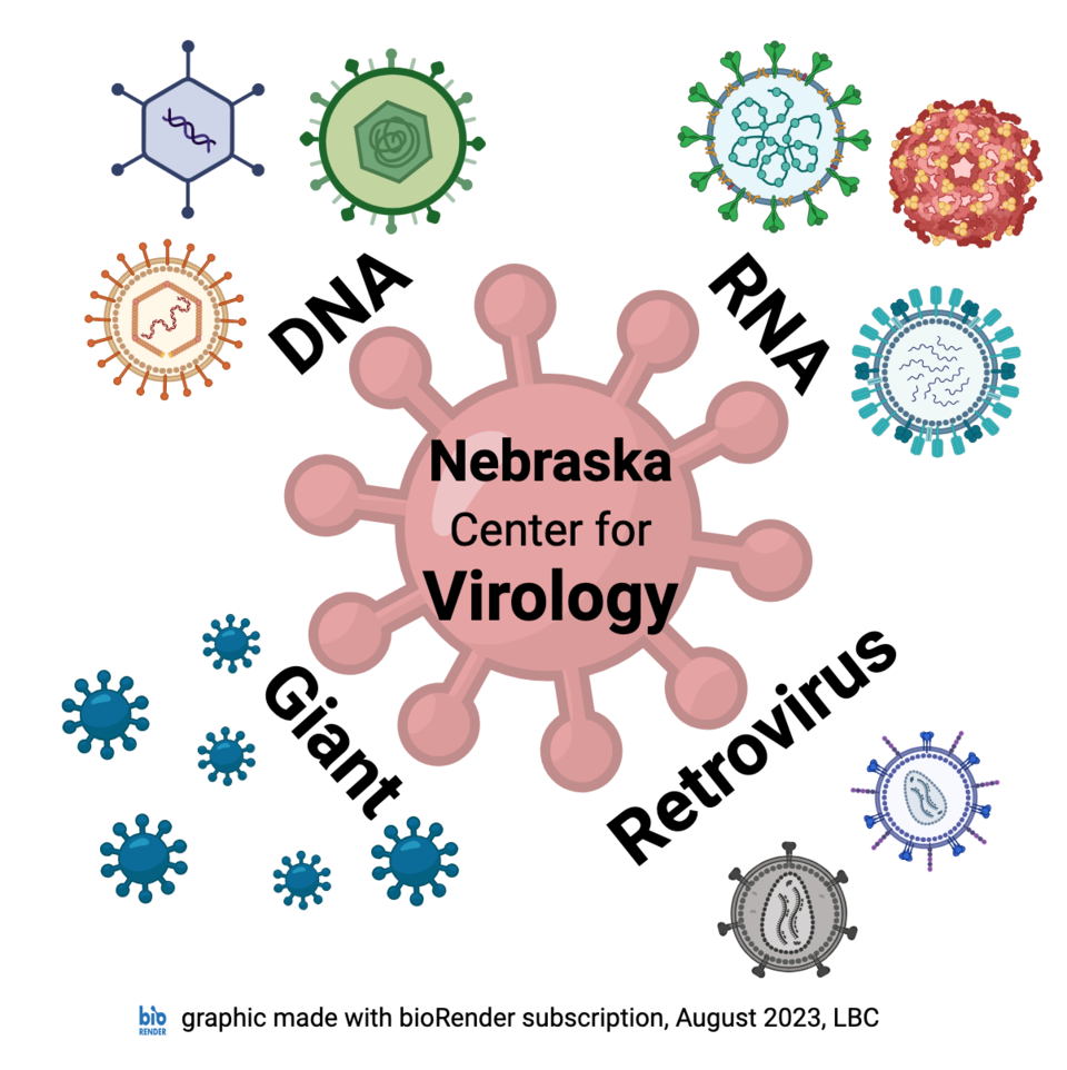 an artistic representation of a virus in red surrounded by images of viruses for each of 4 virus classes including DNA viruses, RNA viruses, retroviruses, and giant viruses 